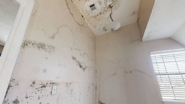 Best Mold Prevention Services  in USA